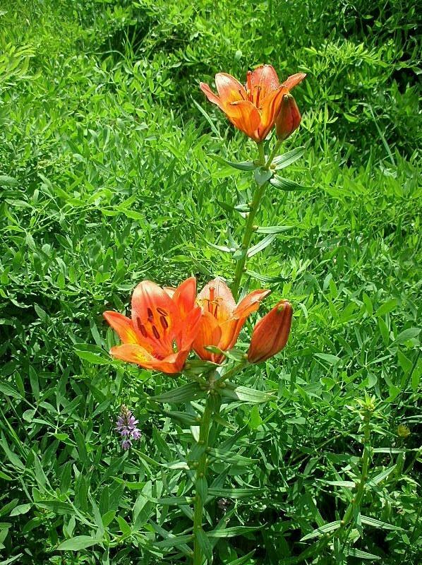Lilium bulbiferum subsp. croceum / Giglio di S.Giovanni